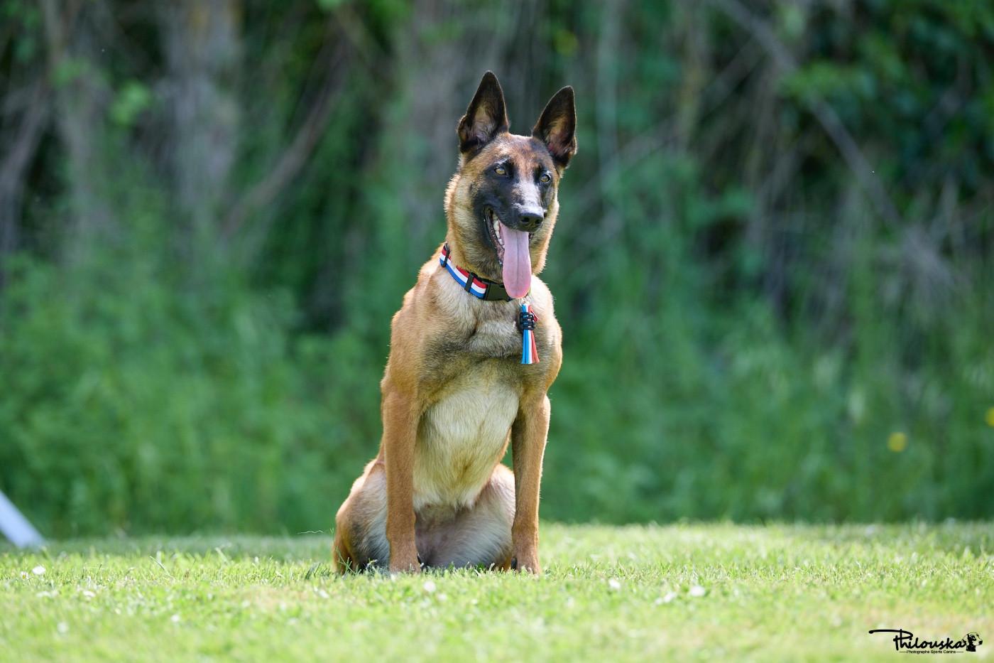 Schihiro Du Domaine De Carjac